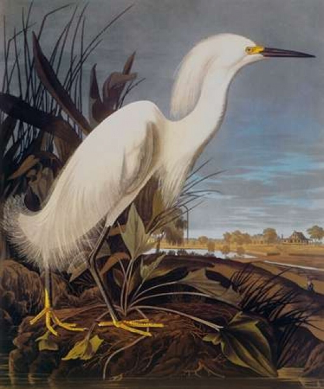 Snowy Heron Or White Egret Poster Print by John James Audubon - Item # VARPDX198111